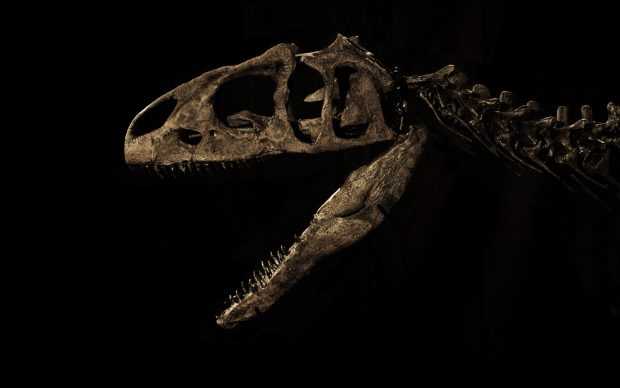 Yann Mingard, A juvenile Allosaurus, Evolution auction, Billinghurst, UK, 25th November 2015