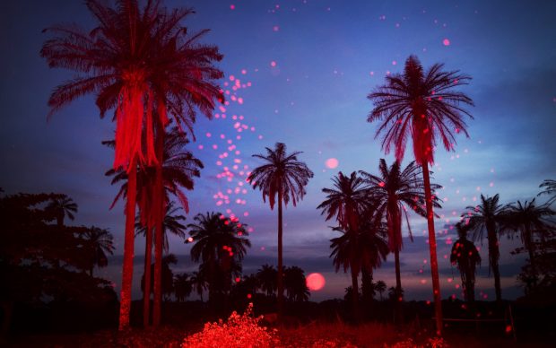 NIGERIA, Igbo-Ora, October 2018. Palmtree landscape at sundown. The flash lights up the bugs in the air. Igbo-Ora, the self proclaimed 'Twin Capital of the World' has earned its nickname by the unusually large number of twin births in the region. Research has suggested that the multiple births could be related to the (over)consumption of local crops by the women in the region of Igbo Ora. Although no direct relation between dietary intake and twin births has been proved, a research study carried out by the University of Lagos Teaching Hospital has suggested that a chemical found in Igbo-Ora women and the peelings of a widely consumed tuber (yams) could be causing twins births. Another possible explanation is genetics.