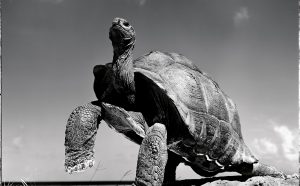 Gian Paolo Barbieri, Tartaruga, Seychelles 2004, courtesy Fondazione Gian Paolo Barbieri