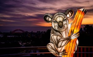 Vivid Sydney 2019, Taronga Zoo, Koala, photo credits: Destination NSW.