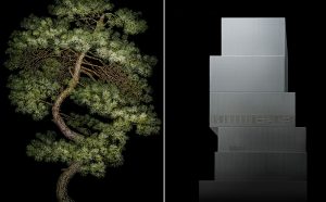 Irene Kung, Manchurian Pine e New Museum