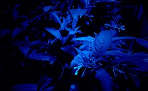 Hicham Berrada, “Mesk-ellil”, 2015 Installation, ensemble of 7 stained glass terrariums, cestrum nocturnum, horticultural lighting, moonlight lighting, delay Exhibition view "Paysages a circadiens", kamel mennour, Paris, 2015 Collection macLyon Hicham Berrada, Photo: archives kamel mennour, courtesy the artist and kamel mennour, Paris / London