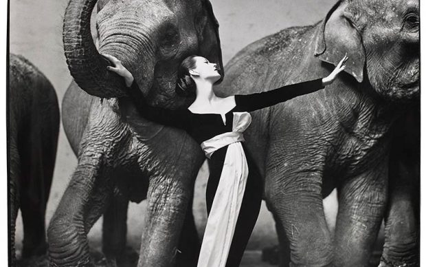 Richard Avedon, Dovima with Elephants, evening dress by Dior, Cirque d’Hiver, Paris, August 1955, gelatin silver print, the Museum of Fine Arts, Houston, gift of Karen Kelsey Duddlesten in honor of Anne Wilkes Tucker on the occasion of her retirement. © The Richard Avedon Foundation