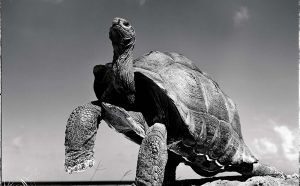 Gian Paolo Barbieri, Tartaruga, Seychelles, 2004. Courtesy Fondazione Gian Paolo Barbieri