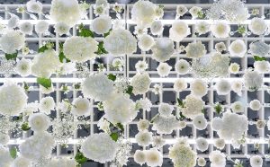 The Art of Bloom, Photo Brandon Shigeta