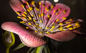 Mostra "La Botanica di Leonardo. Per una nuova scienza tra arte e natura". Photo courtesy Aboca, Comune di Firenze e MUS.E