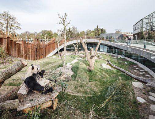 Panda House al Copenhagen Zoo. Photo credits Rasmus Hjortshoj