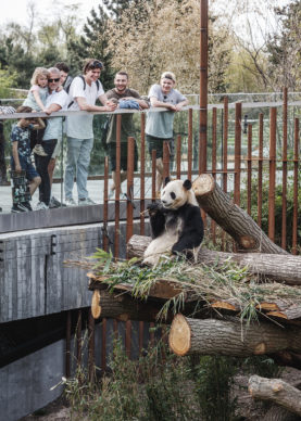 Panda House al Copenhagen Zoo. Photo credits Rasmus Hjortshoj