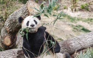 Panda House al Copenhagen Zoo. Photo credits Rasmus Hjortshoj