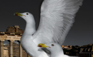 courtesy Skander Khlif