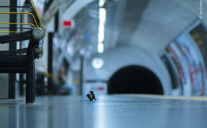 © Sam Rowley - Wildlife Photographer of the Year - Winner