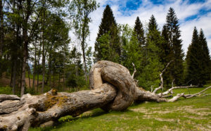 Arte Sella - Henrique Oliveira, Radice Comune. Photo Giacomo Bianchi - Copyright Arte Sella