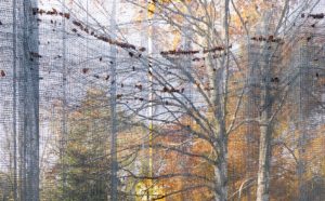 Arte Sella - Edoardo Tresoldi, Simbiosi - Photo Giacomo Bianchi - Copyright Arte Sella