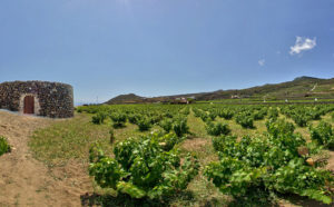 Pantelleria (TP), Giardino Pantesco di Donnafugata_Foto © Vittorio Ghelfi_2017