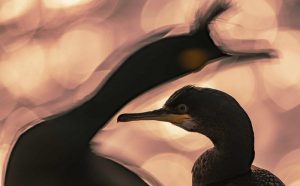 End of the day by Majed AlZa’abi, Kuwait. Copyright Majed AlZa’abi/Bird Photographer of the Year