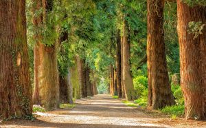 Foto di Peter H da Pixabay