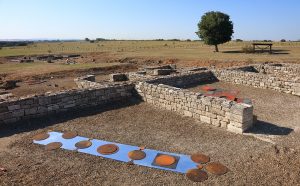 Mara van Wees - Cosma