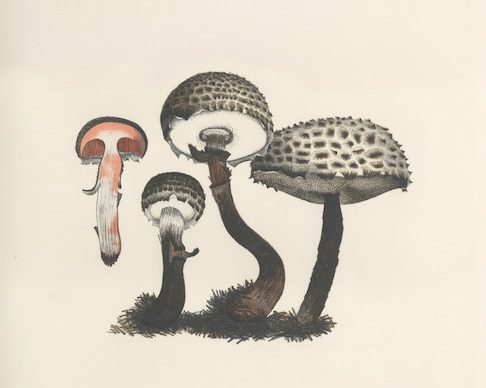 Mushroom Book 1972. Scan of 6375, Plate II, Artwork by Lois Long Courtesy of the John Cage Trust