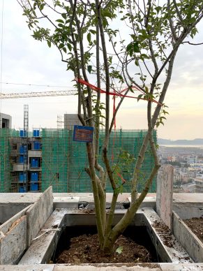 Easyhome Huanggang Vertical Forest City Complex Huanggang (c) Stefano Boeri Architetti