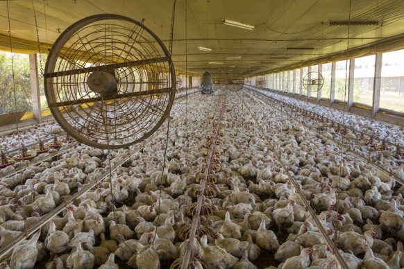 L’allevamento di pollame della Seara Foods vicino Sidrolandia, stato del Mato Grosso do Sul, Brasile, 2013 © George Steinmetz
