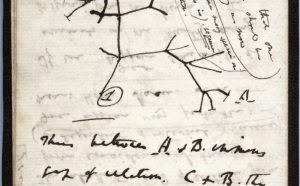 Tree of Life sketch. Please credit Cambridge University Library