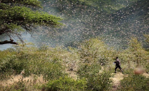 Un agricoltore che tenta di scacciare uno sciame di locuste del deserto dalle sue coltivazioni di qât nei pressi di Giggiga, Etiopia, 2020 © Reuters : Giulia Paravicini