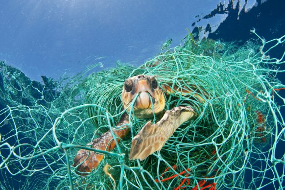 Una tartaruga Caretta caretta intrappolata in una rete da pesca abbandonata alla deriva, Mar Mediterraneo, 2010 © Jordi Chias : Nature Picture Library