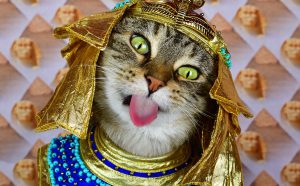 "A Cat's Tale. A Journey Through Feline History". Credit Paul Koudounaris