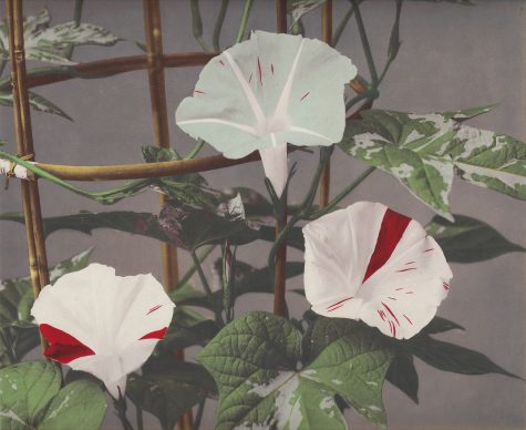 Kazumasa Ogawa, Morning Glory from ‘Some Japanese Flowers’ ca. 1894. Photo copyright Dulwich Picture Gallery