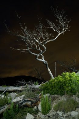 © Charles Xelot - Dead Tree #1