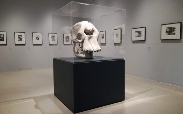 Henry Moore. Il disegno dello scultore. Vista dell'allestimento della mostra al Museo Novecento di Firenze. Photo Valentina Silvestrini