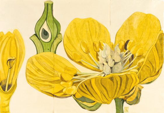 Sarah Graham, Nuphar and Ranunculus, 2016. Ink on paper, 1.2 × 1.8 m / 3 ft 11 in × 5 ft 11 in, Private collection. Picture credit: Lyndsey Ingram (page 65)