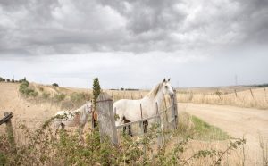 Maremma, 2013. Canzone: Piccola Città di Francesco Guccini. Autore della foto: Daria Addabbo. International © 2021 by Editoriale Jaca Book Srl, Milano