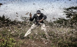 World Press Photo of the Year, nominee: Fighting Locust Invasion in East Africa © Luis Tato, Spain, for The Washington Post © Luis Tato, Spain, for The Washington Post