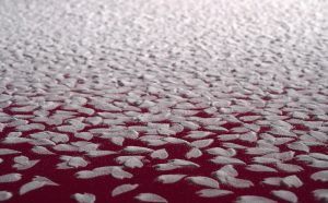 Sakura Shibefuru - Falling cherry petals - salt 2021 © 2021 Motoi Yamamoto